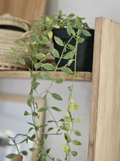 Planta colgante 82cm, foto 2 de 3