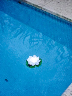 Flor de Loto Solar Flotante, foto 3 de 3