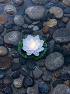Flor de Loto Solar Flotante, foto 1 de 3