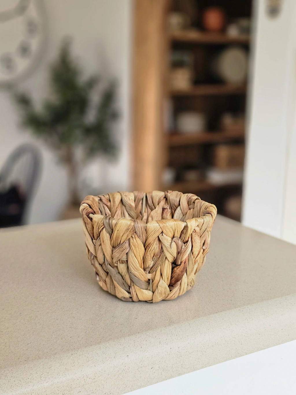 Panera mini jacinto