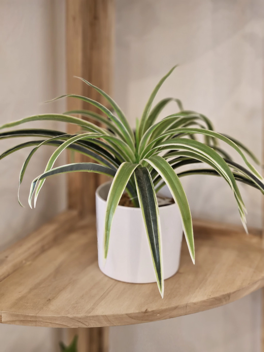 Planta araña