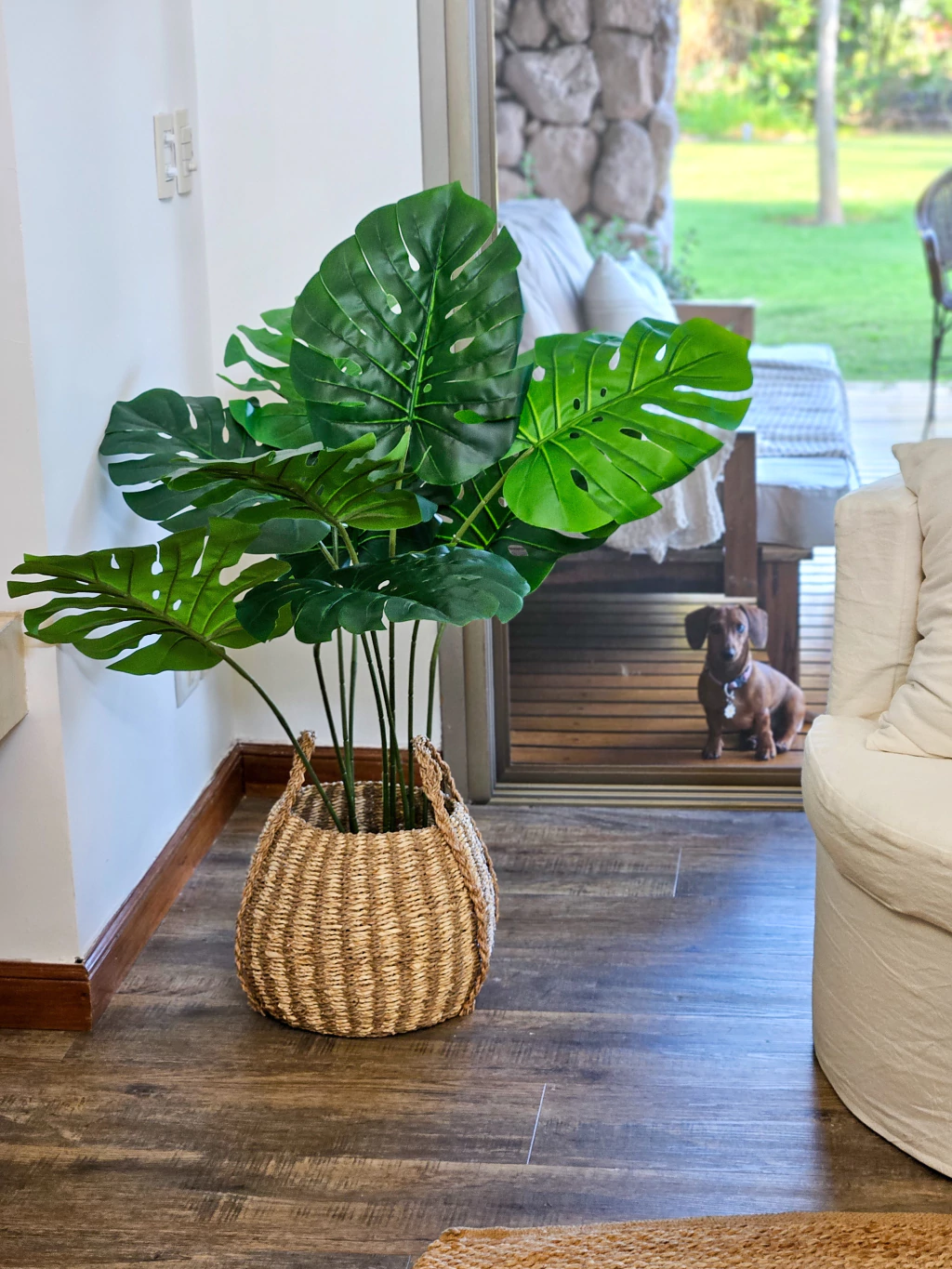 Planta monstera 100 cm