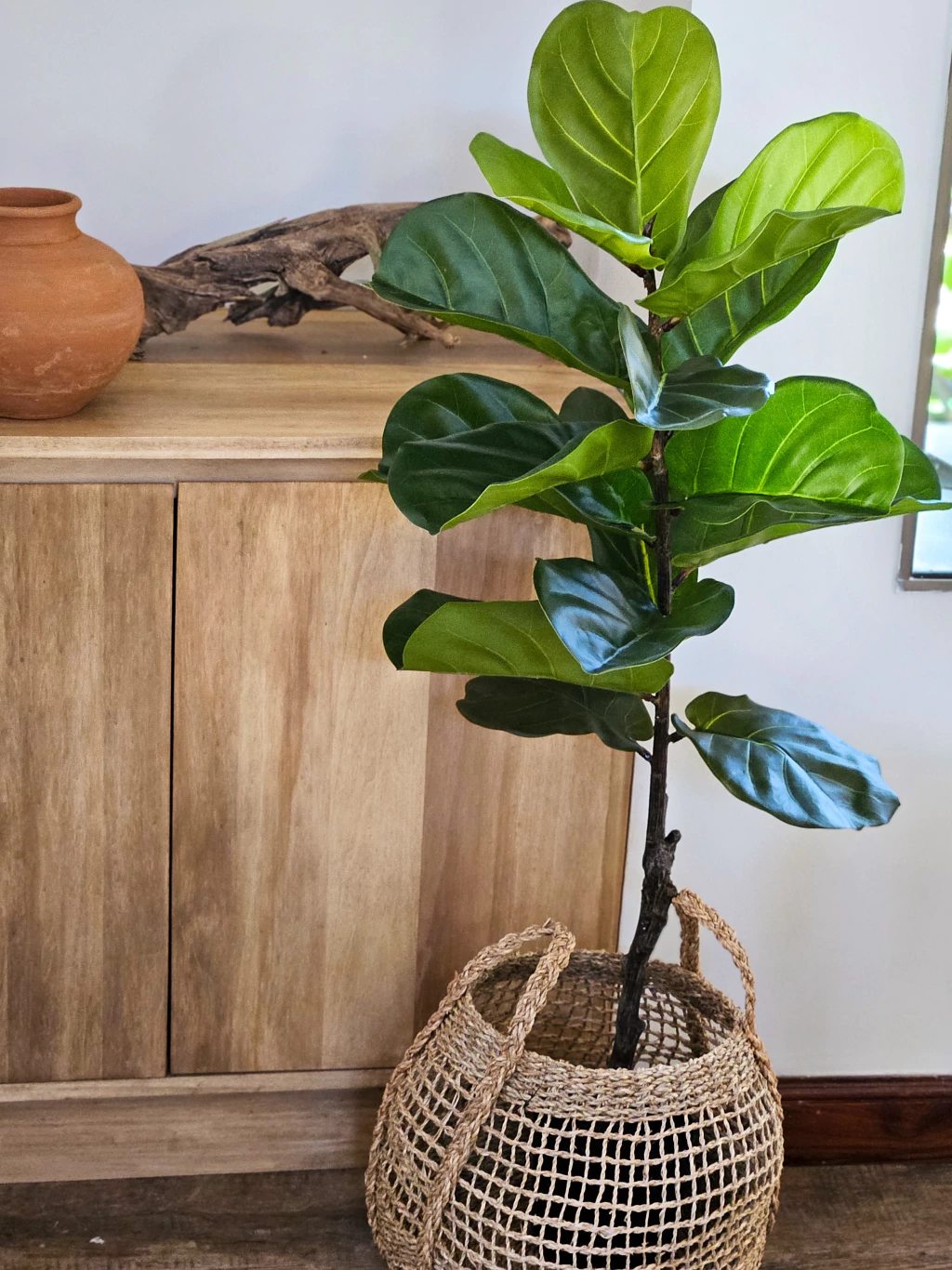 Planta artificial pandurata x70cm