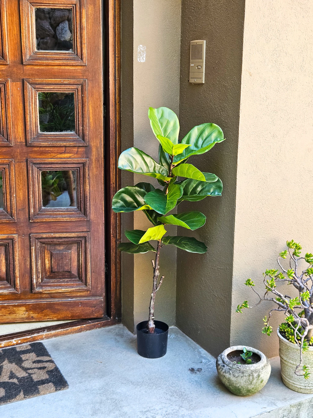 Planta artificial Pandurata - 120cm