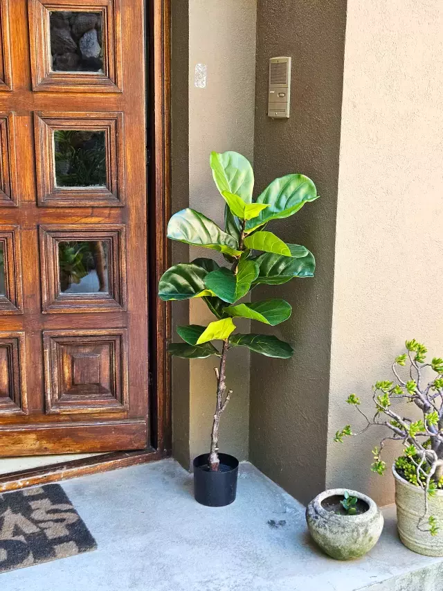 Planta artificial pandurata - 130cm
