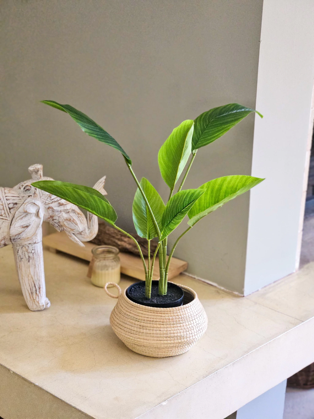 Planta strelitzia 60 cm