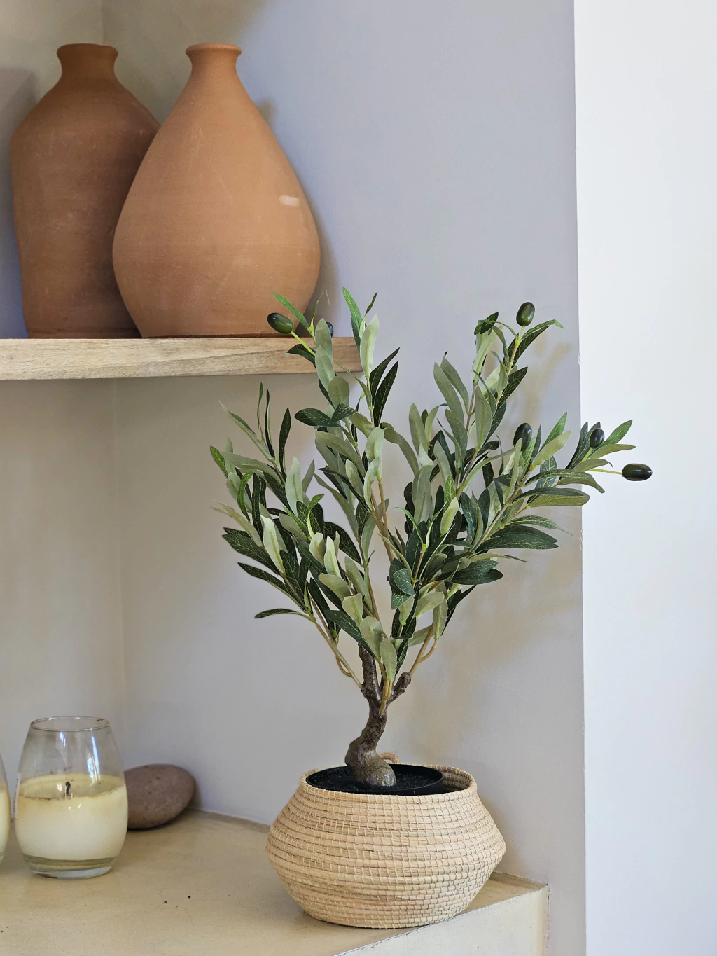 Planta olivo 55 cm