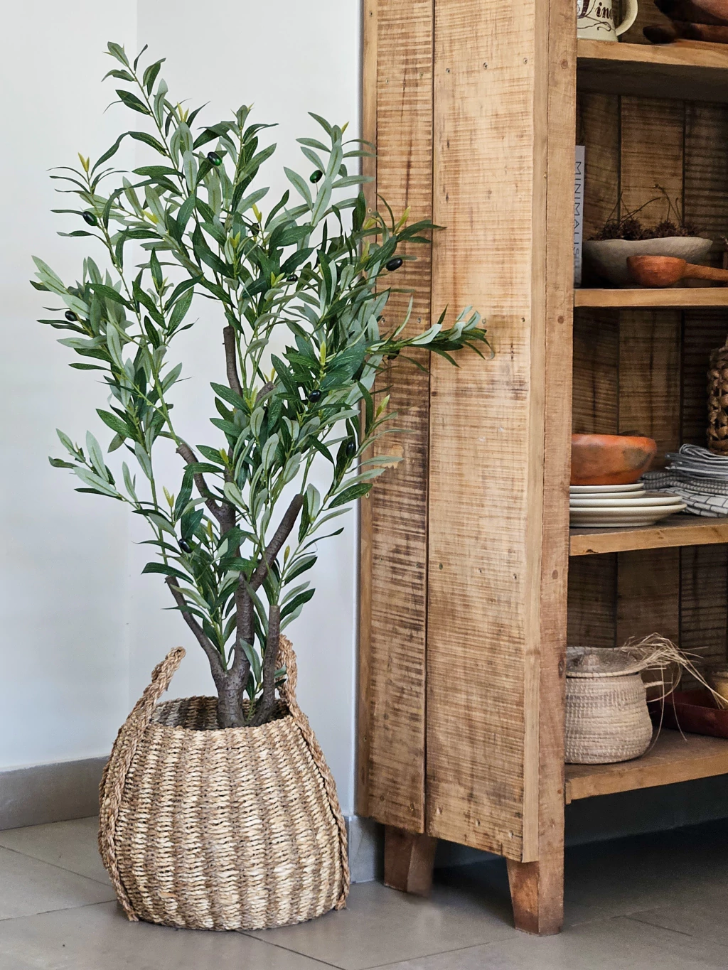 Planta olivo 130 cm