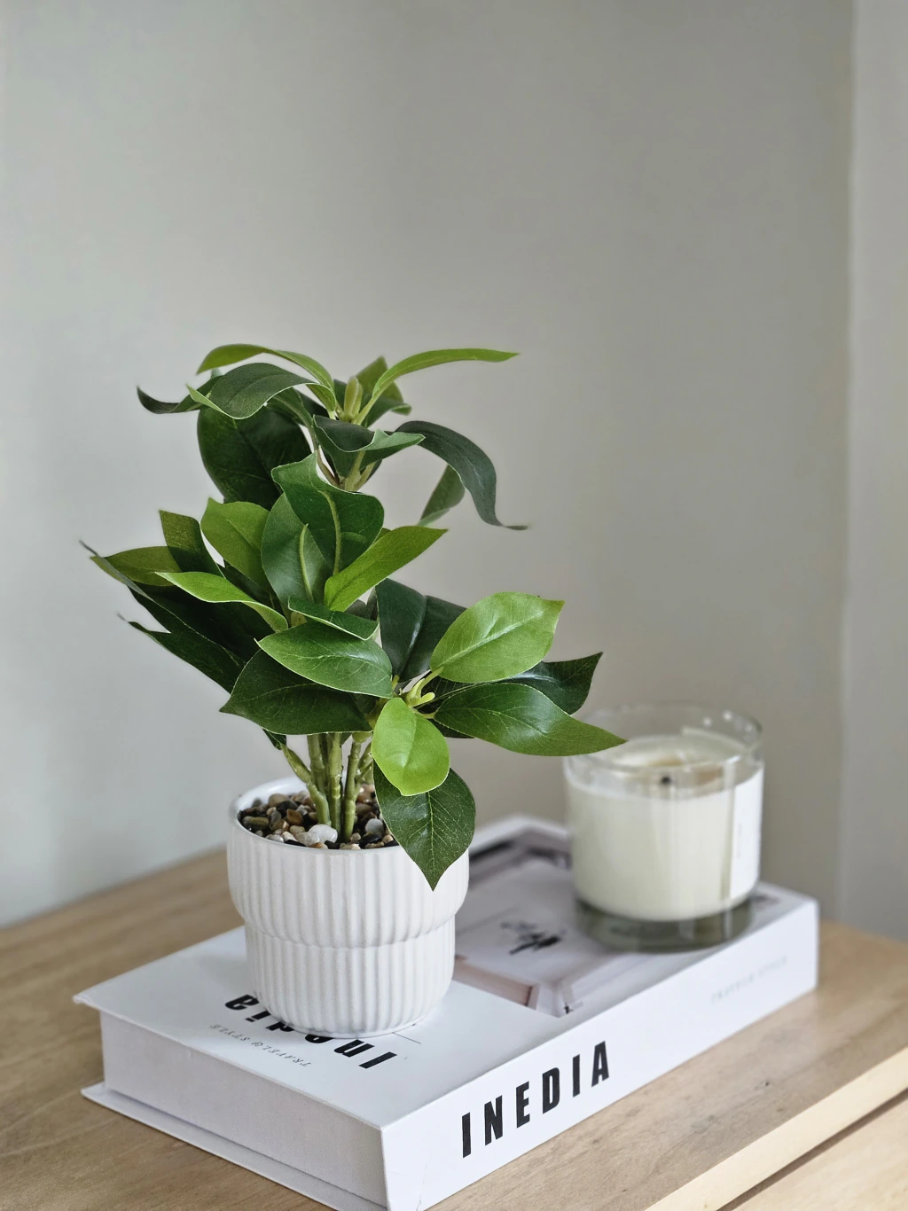 Planta Peperomia