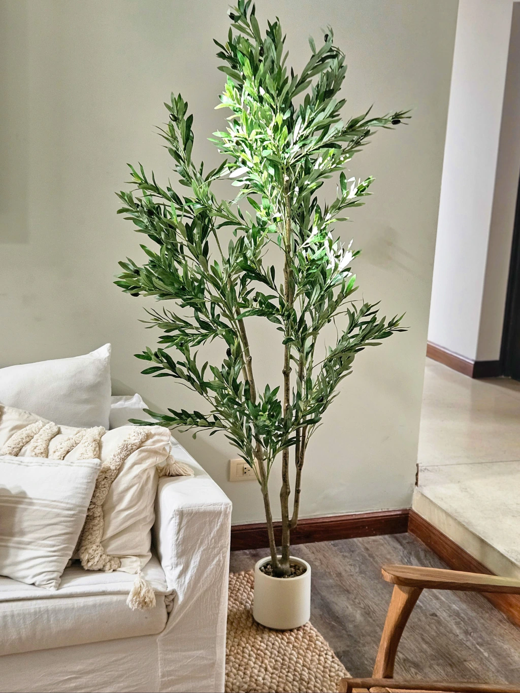 Planta Olivo 180cm con maceta
