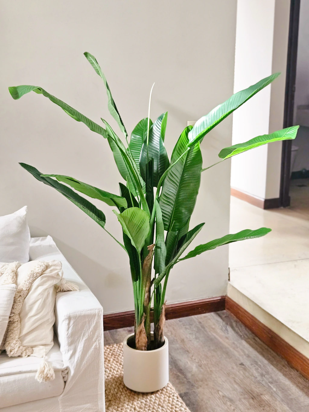 Planta Banano 170cm con maceta