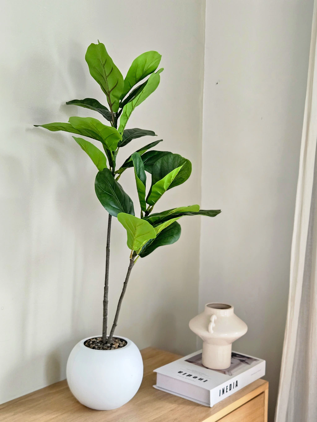 Planta Pandurata 85cm
