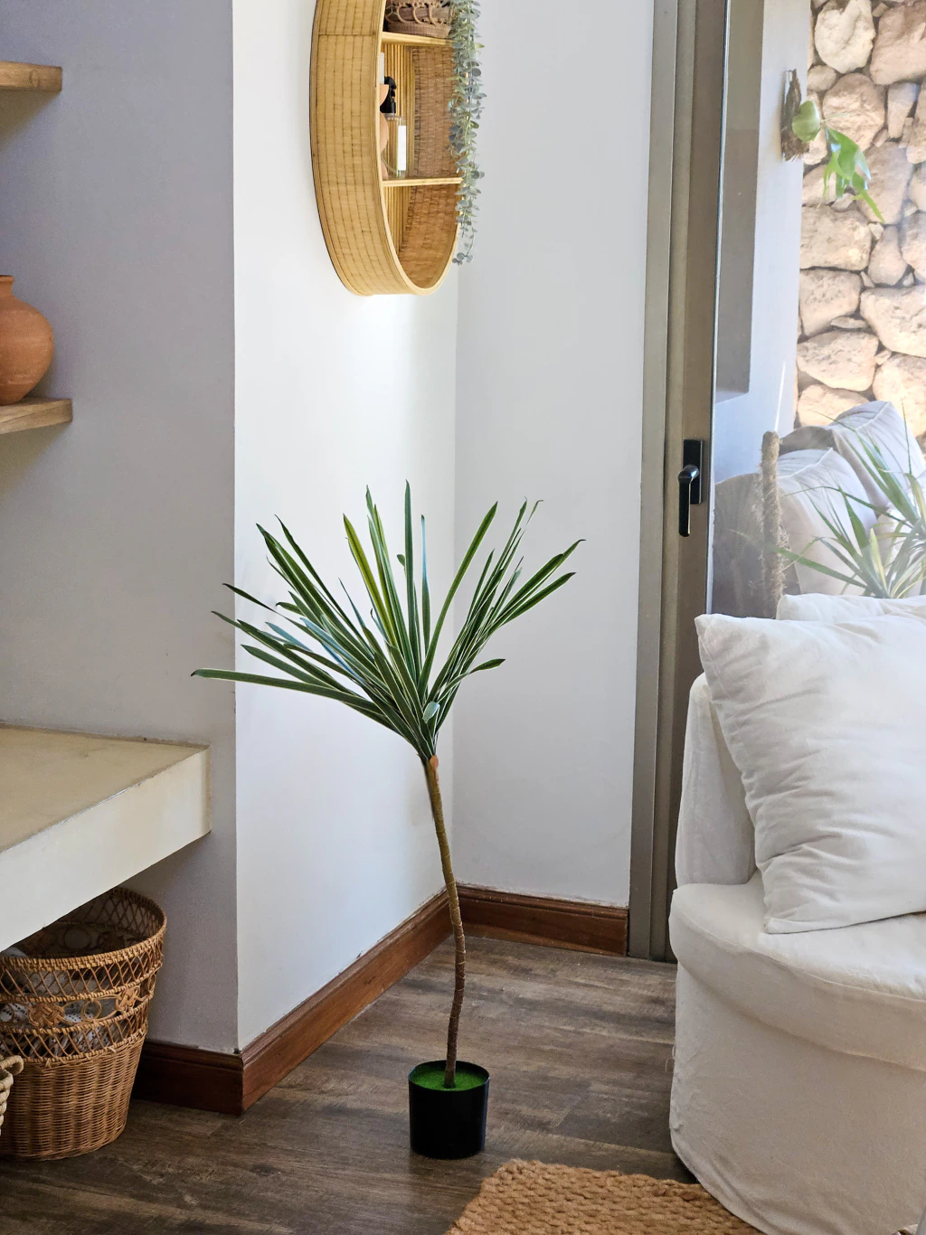 Planta Song of India 100cm