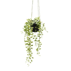 Planta colgante 82cm, foto 3 de 3