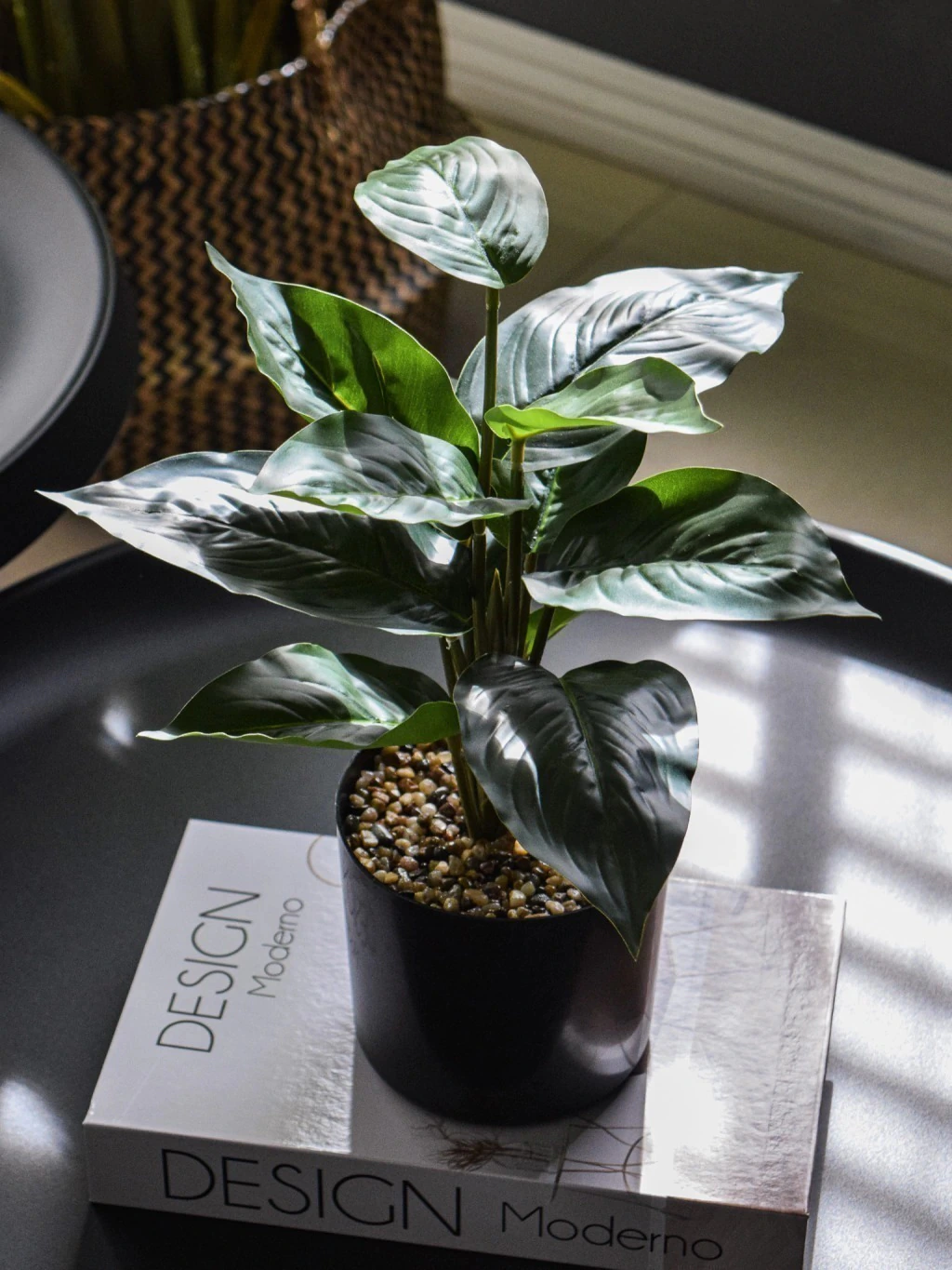Dieffenbachia de mesa