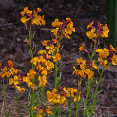 Erysimum x chairi (alelí amarillo), foto 1 de 3