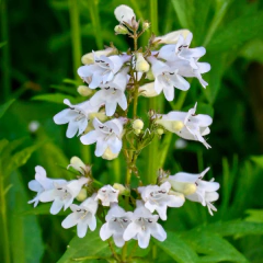 Penstemon digitalis (penstemon digitalis) - 40 semillas, foto 1 de 2