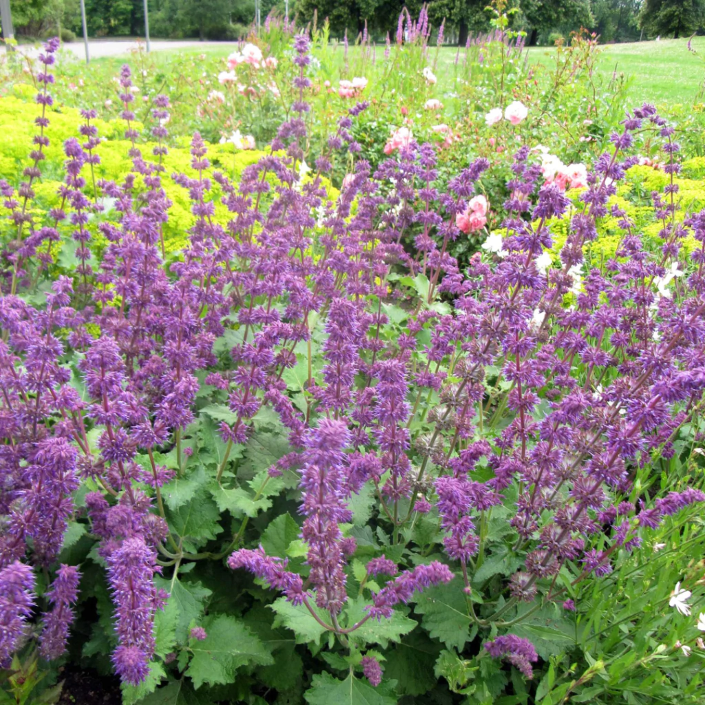 Salvia verticillata - 20 semillas