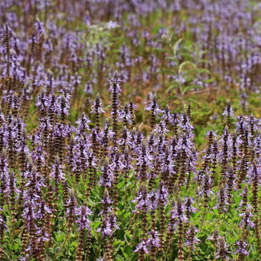 Plectranthus neochilus (falso boldo)