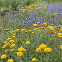 Achillea filipendulina (achilea amarilla), foto 1 de 3
