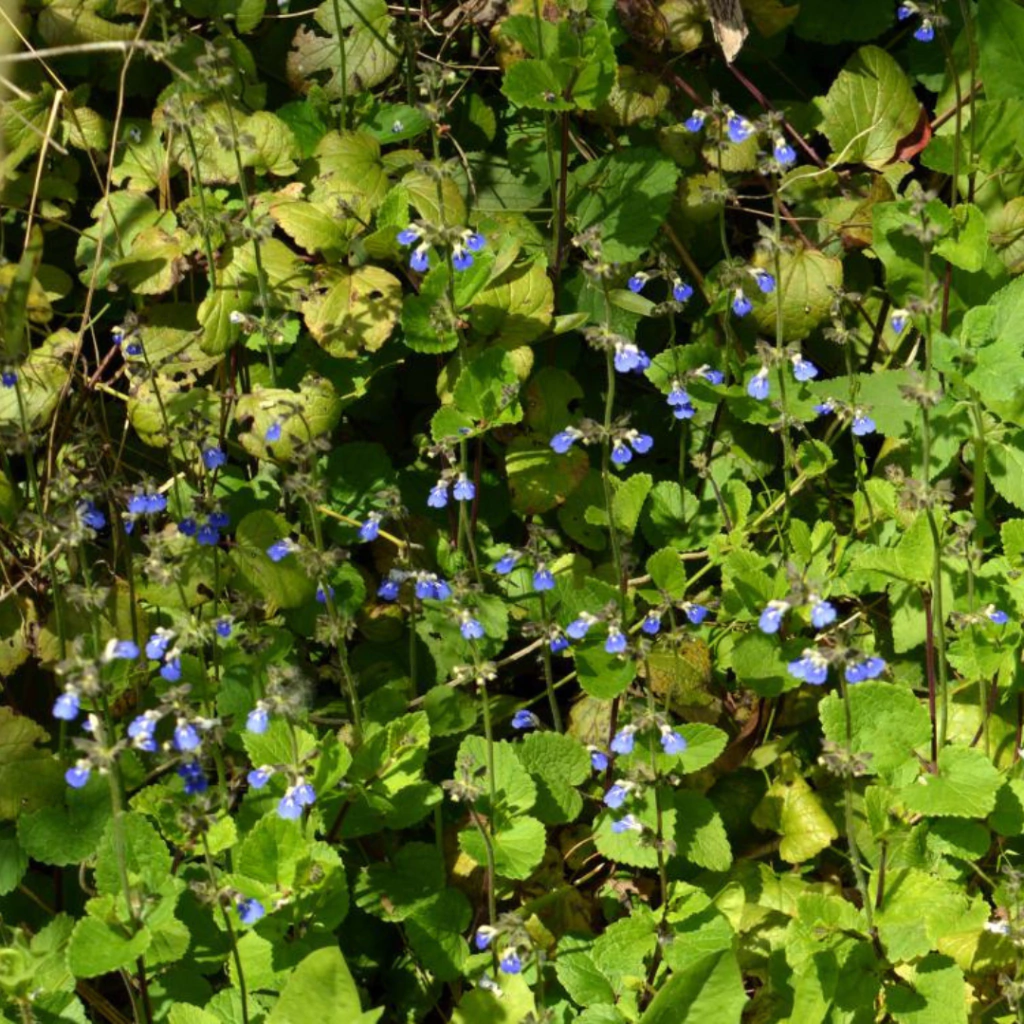 Salvia procurrens (salvia rastrera nativa)