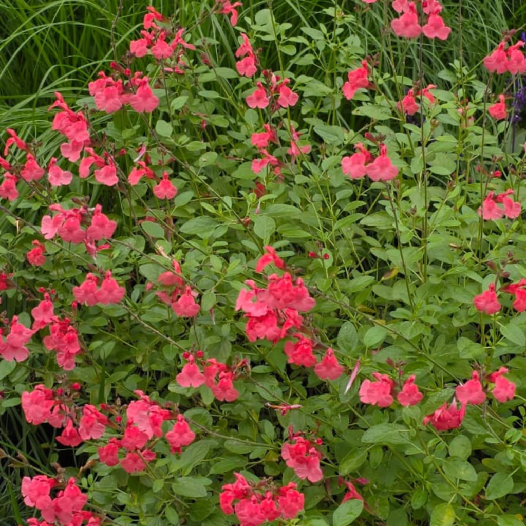 Salvia greggii "Coral" (salvia gregui coral)