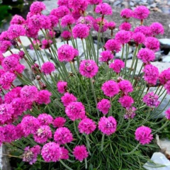 Armeria maritima "Morning Star Deep Rose"- (armeria compacta flor rosa), foto 1 de 3