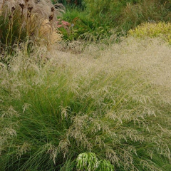 Eragrostis curvula (pasto llorón), foto 1 de 2