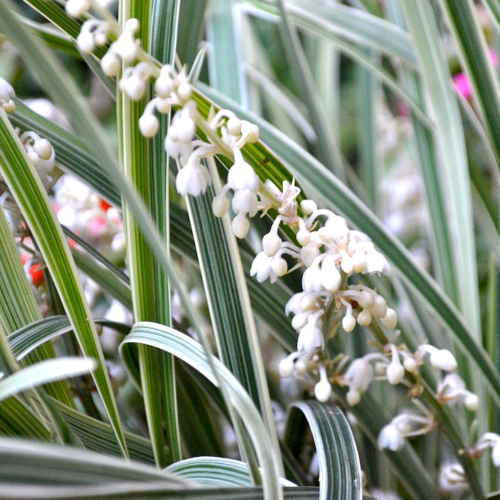 Liriope muscari "Variegata Alba" (liriope variegado de flor blanca)