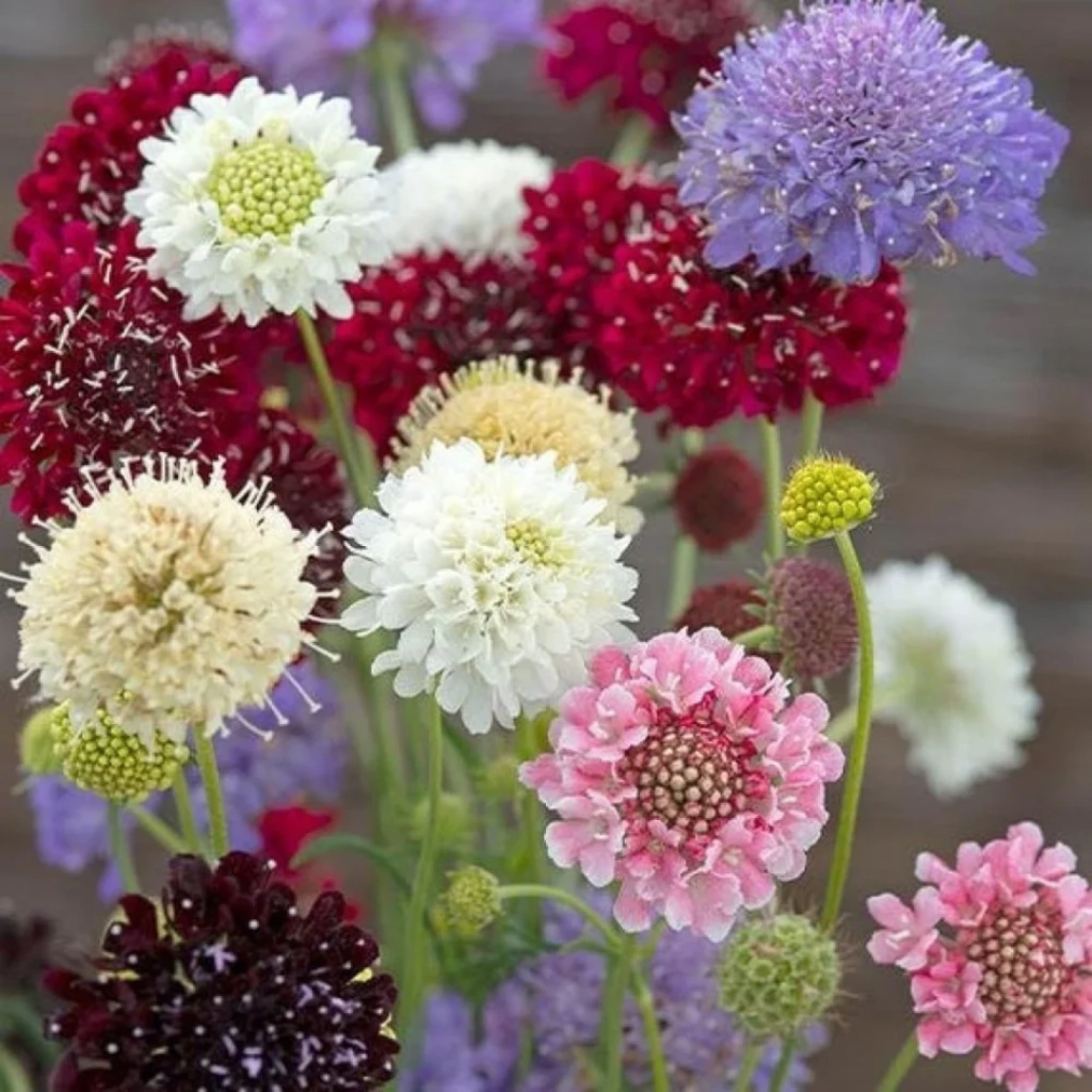 Scabiosa "Qis Mix" (selección especial de escabiosas)