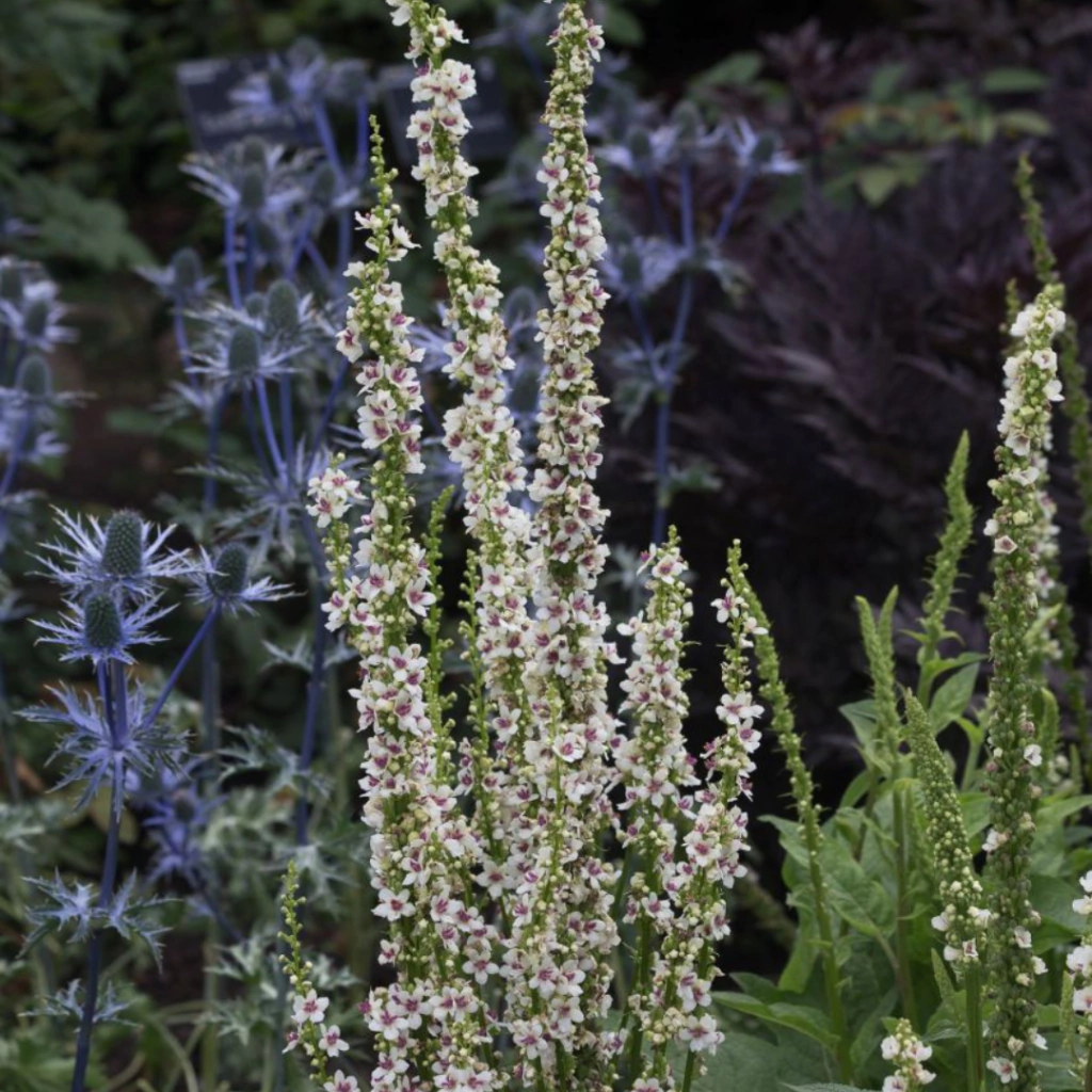 Verbascum chaixxi "Wedding Candle"