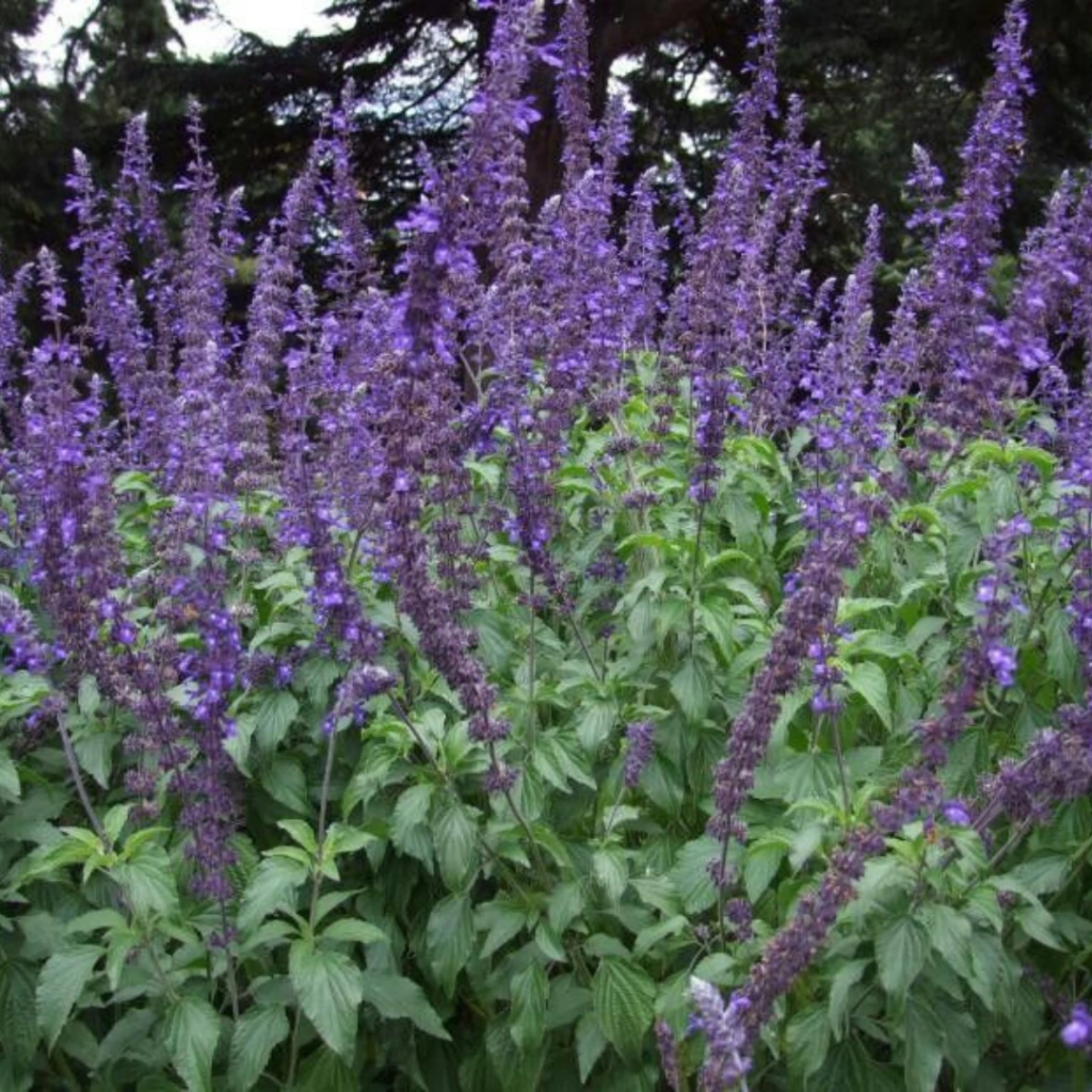 Salvia Indigo Spires