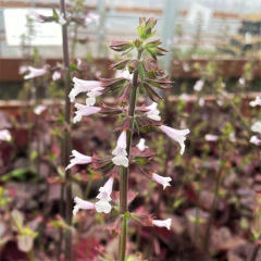 Salvia lyrata 'Purple Vulcano', foto 1 de 2