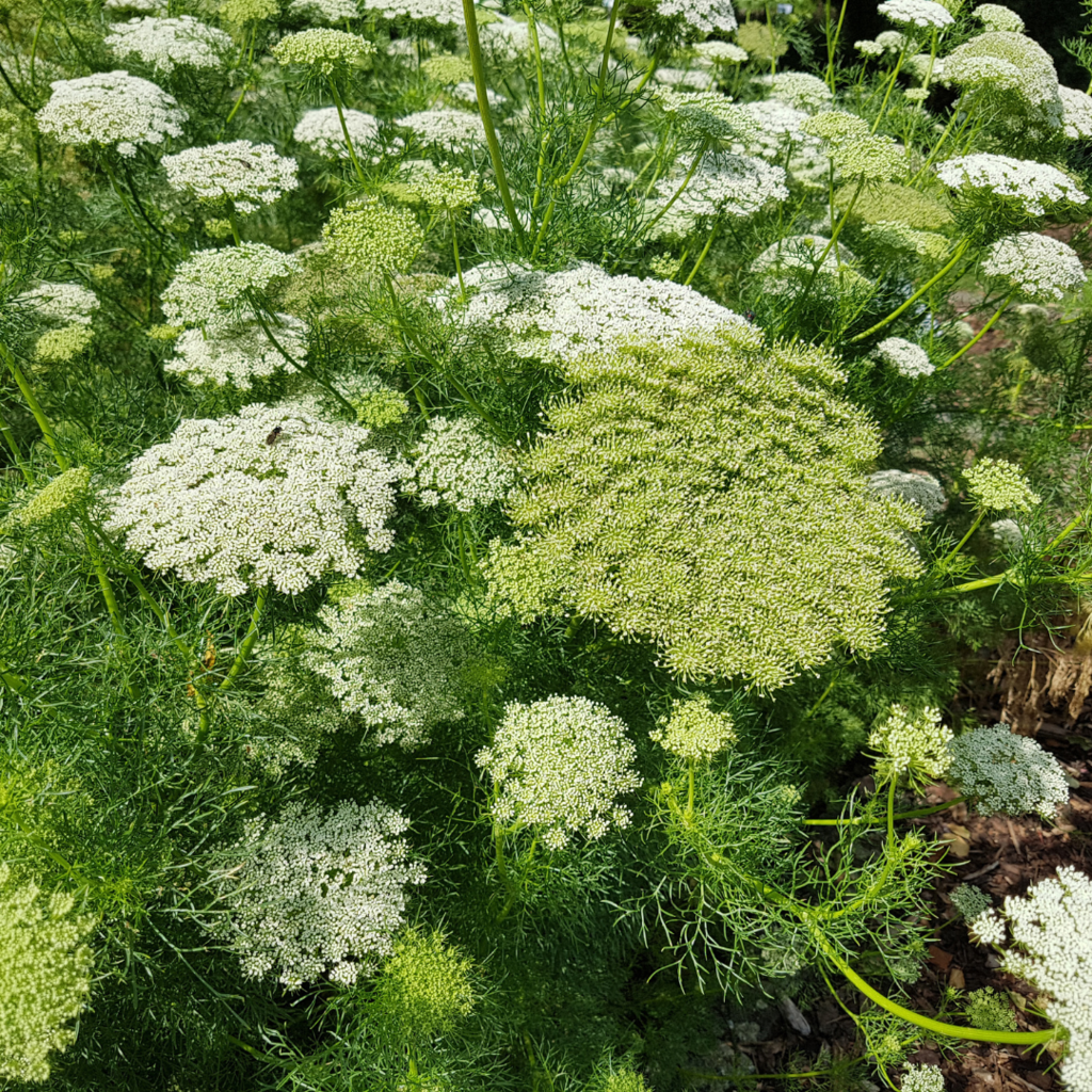 Ammi visnaga (visnaga) - 20 semillas