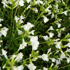 Salvia greggii Alba (salvia gregui blanca), foto 1 de 3