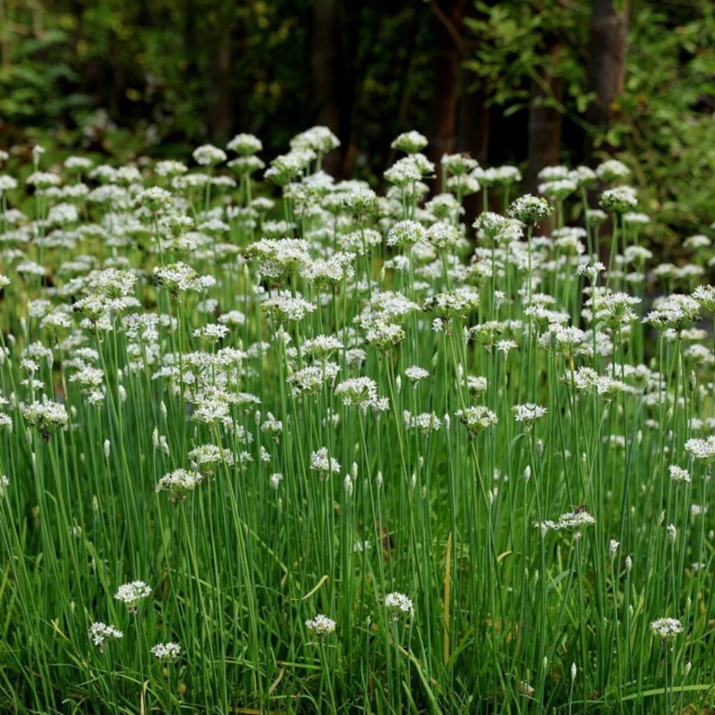 Allium tuberosum (cebollín chino) - 20 semillas