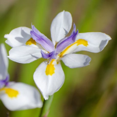 Dietes grandiflora, foto 3 de 3