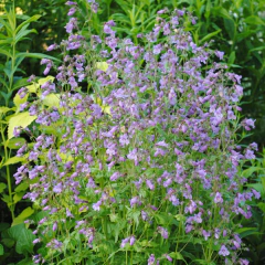 Penstemon tenuis - 40 semillas, foto 1 de 4