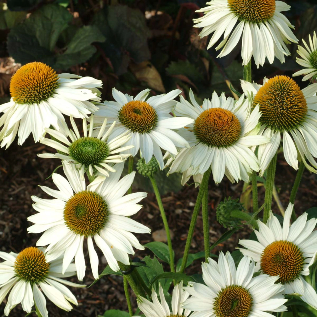 Echinacea purpurea "Primadonna White" - Equinacea blanca