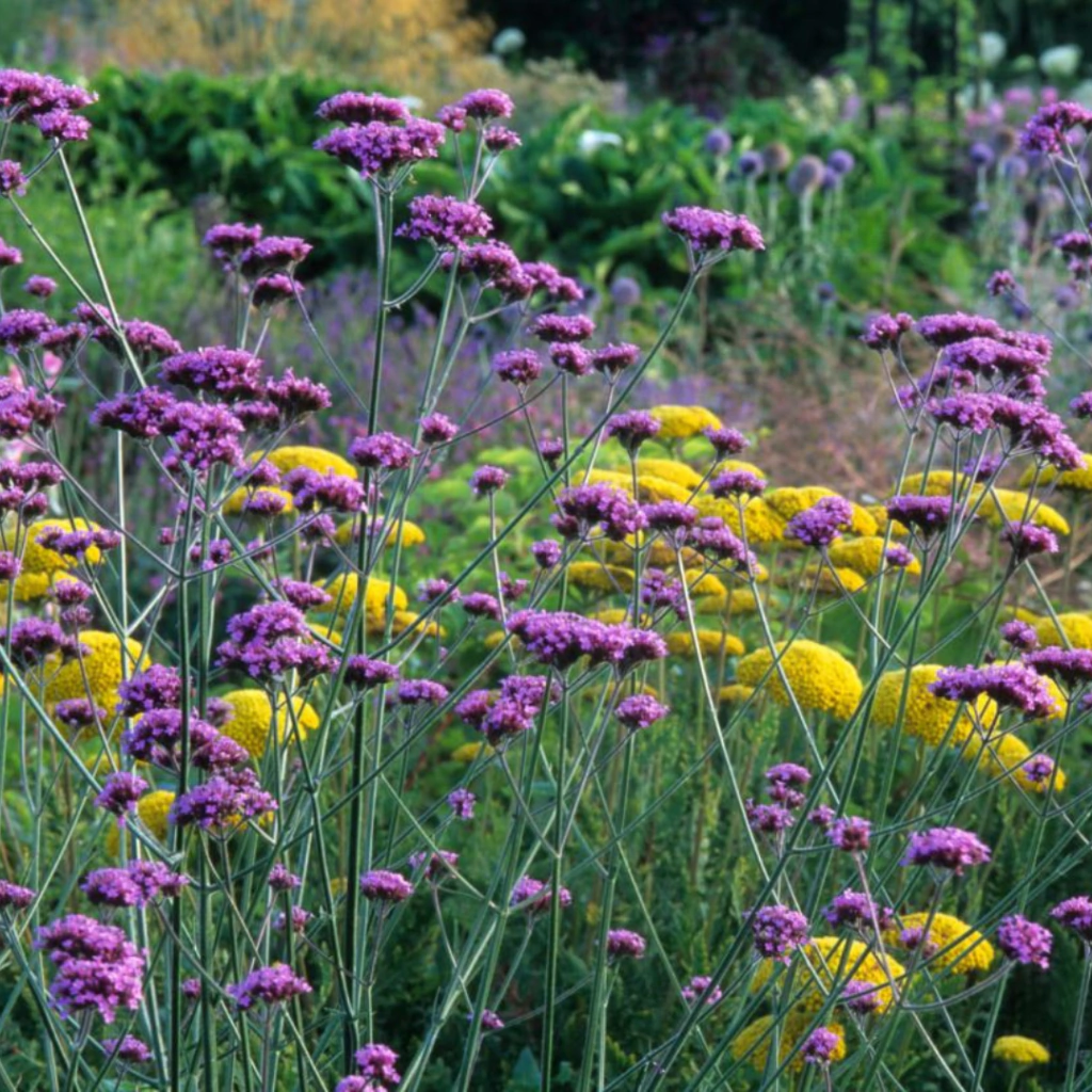 Verbena bonariensis (verbena bonariensis)