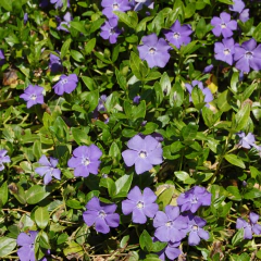 Vinca minor (vinca compacta), foto 1 de 2