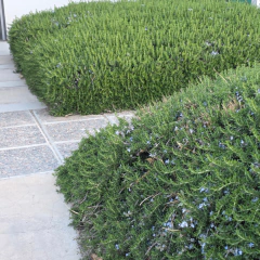 Rosmarinus prostrata (romero rastrero), foto 1 de 3