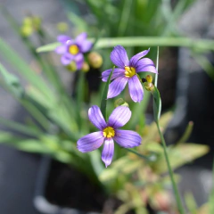 Sisyrinchium graminoides