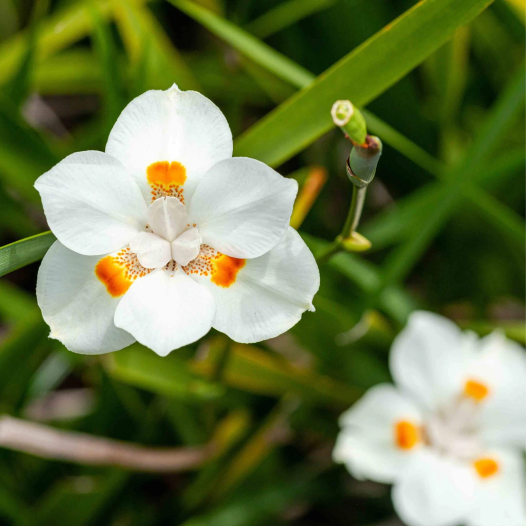 Dietes "Nola Alba"