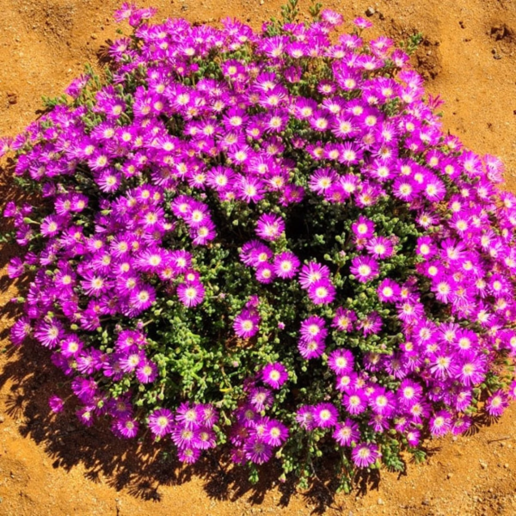 Drosanthemum floribundum (rocío rosa)