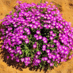 Drosanthemum floribundum (rocío rosa), foto 1 de 4
