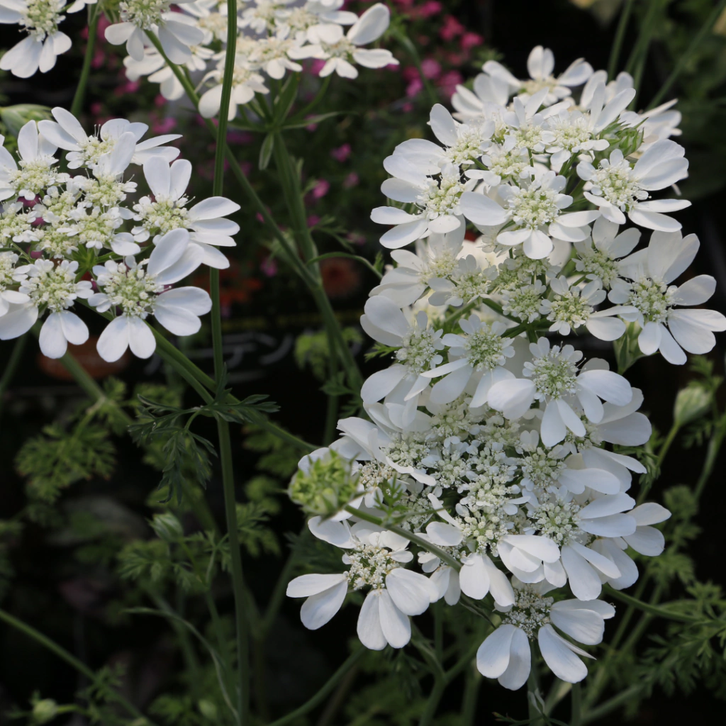 Orlaya grandiflora - 20 semillas