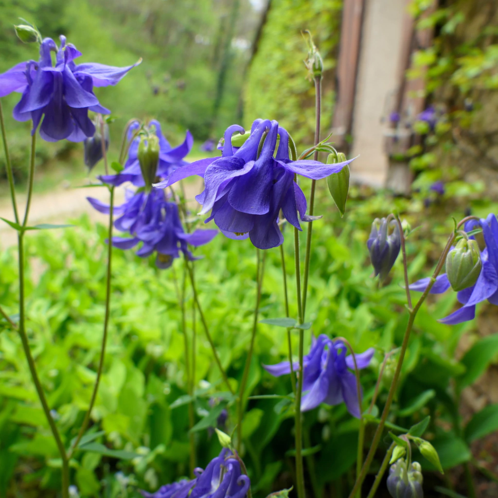 Aquilegia vulgaris (aquilegia)