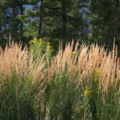 Calamagrostis x acutiflora "Karl Foerster", foto 1 de 3