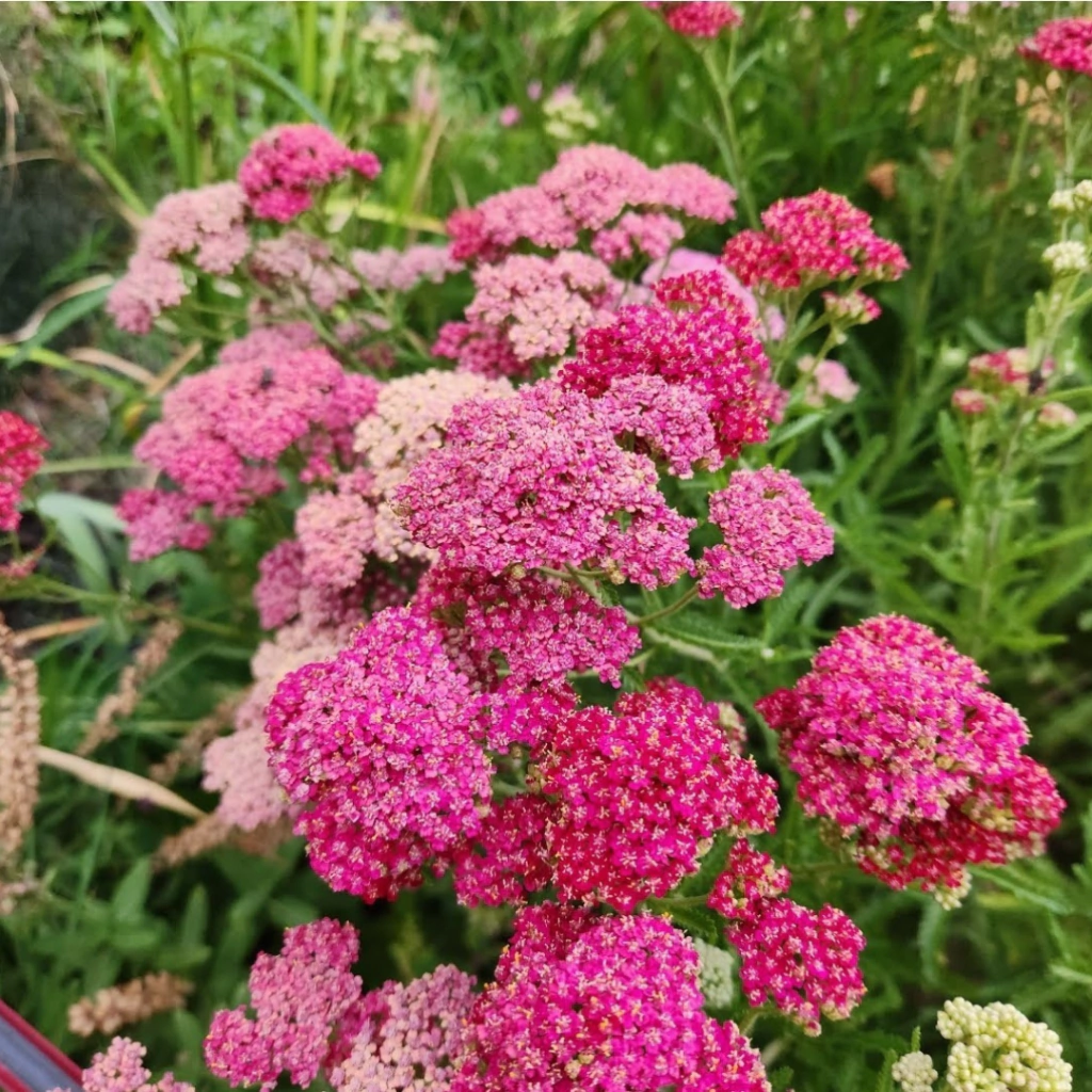 Achillea millefolium Summer Pastels - Mix colores
